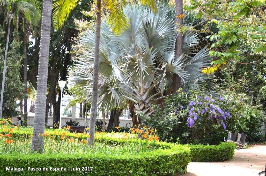 249- Malaga paseo de Espana.JPG